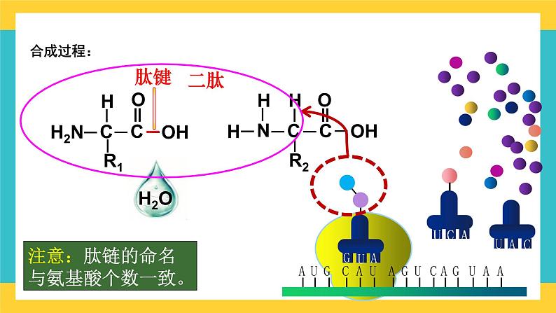 【高考一轮专题复习】高考生物专题复习——第3讲《蛋白质是生命活动的主要承担者》复习课件（全国通用）07