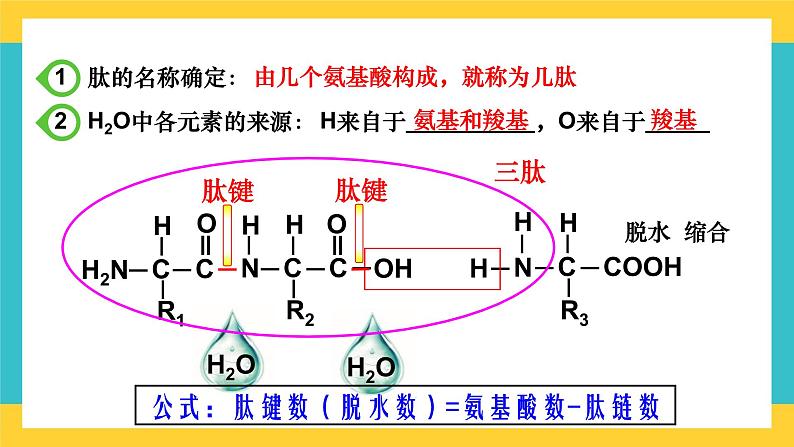 【高考一轮专题复习】高考生物专题复习——第3讲《蛋白质是生命活动的主要承担者》复习课件（全国通用）08