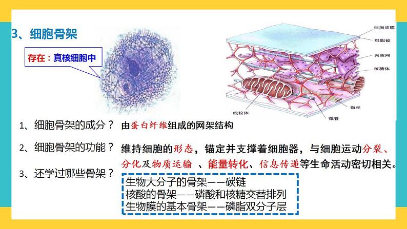 【高考一轮专题复习】高考生物专题复习——第6讲《细胞器之间的分工（第1课时）》复习课件（全国通用）第5页