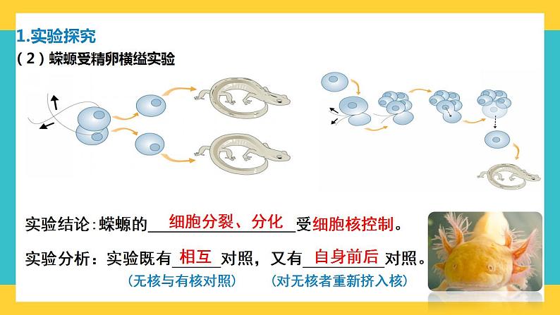 【高考一轮专题复习】高考生物专题复习——第8讲《细胞核的结构和功能》复习课件（全国通用）第5页