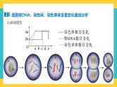 【高考一轮专题复习】高考生物专题复习——第17讲《细胞的增殖2》复习课件（全国通用）