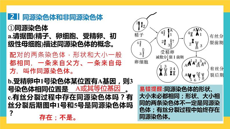 【高考一轮专题复习】高考生物专题复习——第19讲《减数分裂和受精作用（包括与有丝分裂的比较）》复习课件（全国通用）05