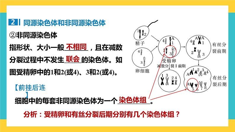 【高考一轮专题复习】高考生物专题复习——第19讲《减数分裂和受精作用（包括与有丝分裂的比较）》复习课件（全国通用）06