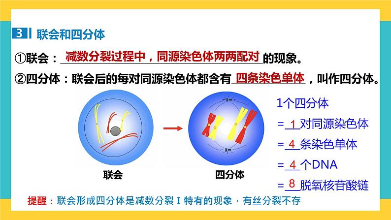 【高考一轮专题复习】高考生物专题复习——第19讲《减数分裂和受精作用（包括与有丝分裂的比较）》复习课件（全国通用）07