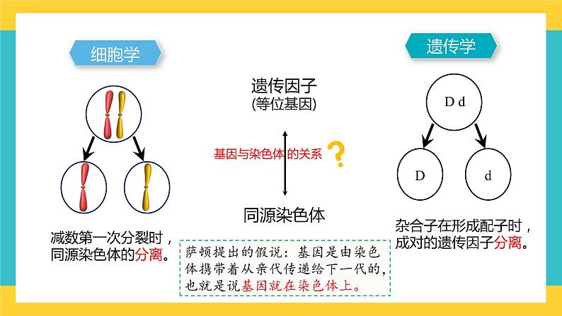 【高考一轮专题复习】高考生物专题复习——第22讲《基因在染色体上的假说与证据》复习课件（全国通用）第5页