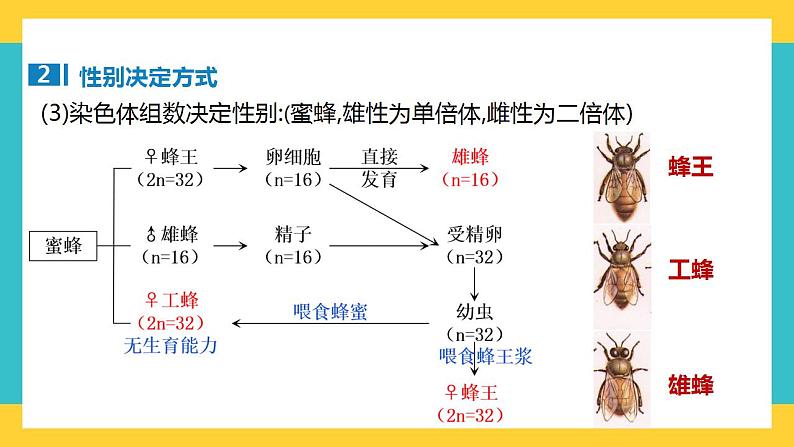 【高考一轮专题复习】高考生物专题复习——第23讲《伴性遗传及其应用》复习课件（全国通用）07