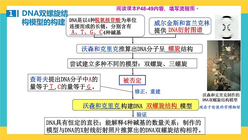 【高考一轮专题复习】高考生物专题复习——第26讲《DNA分子的结构及基因的概念》复习课件（全国通用）06