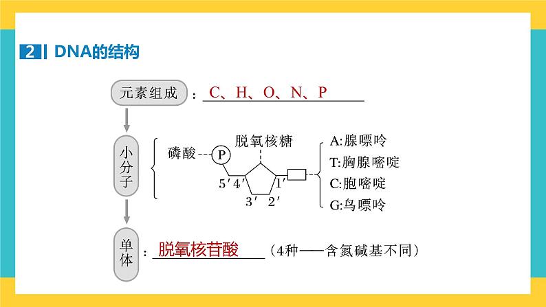 【高考一轮专题复习】高考生物专题复习——第26讲《DNA分子的结构及基因的概念》复习课件（全国通用）08