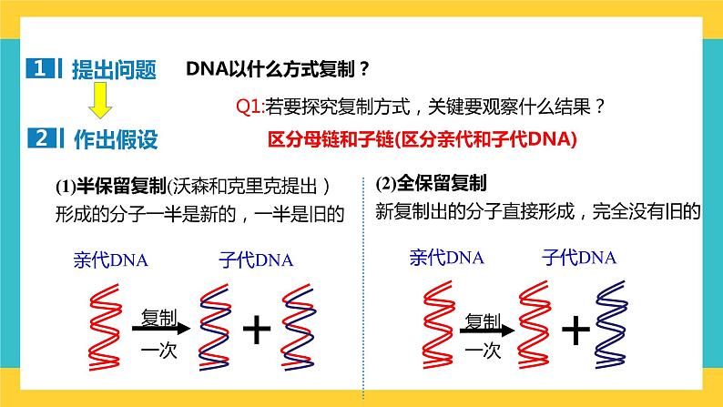 【高考一轮专题复习】高考生物专题复习——第27讲《DNA的复制》复习课件（全国通用）04