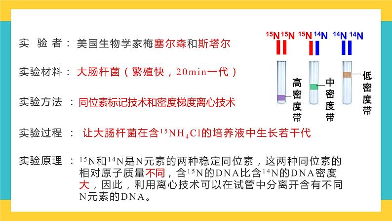 【高考一轮专题复习】高考生物专题复习——第27讲《DNA的复制》复习课件（全国通用）05