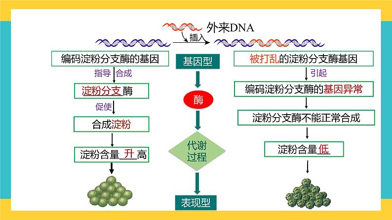 【高考一轮专题复习】高考生物专题复习——第29讲《基因表达与性状的关系》复习课件（全国通用）06