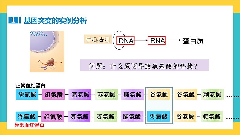 【高考一轮专题复习】高考生物专题复习——第30讲《基因突变和基因重组》复习课件（全国通用）05