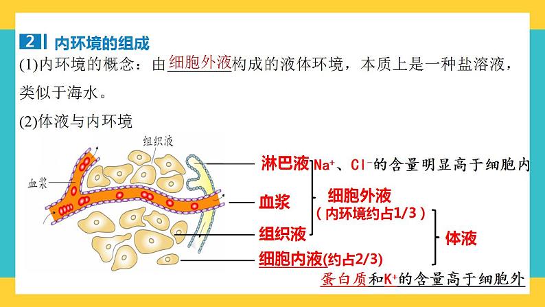 【高考一轮专题复习】高考生物专题复习——第35讲《人体的内环境与稳态》复习课件（全国通用）05