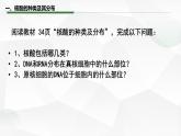 2.5 核酸是遗传信息的携带者课件-2022-2023学年高一上学期生物人教版（2019）必修1