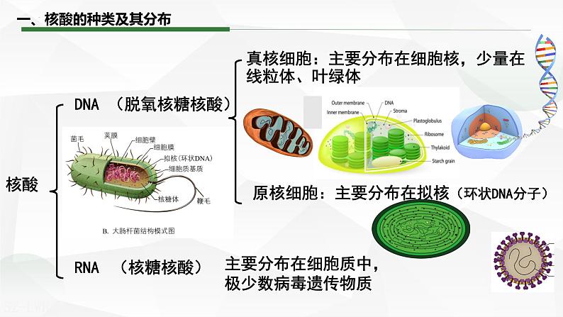 2.5 核酸是遗传信息的携带者课件-2022-2023学年高一上学期生物人教版（2019）必修1第5页