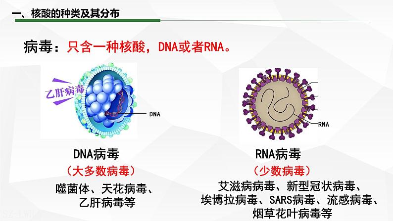 2.5 核酸是遗传信息的携带者课件-2022-2023学年高一上学期生物人教版（2019）必修1第6页