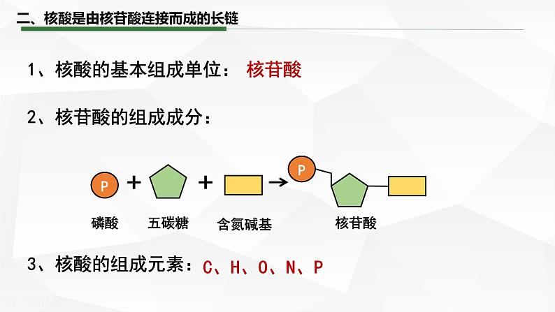 2.5 核酸是遗传信息的携带者课件-2022-2023学年高一上学期生物人教版（2019）必修1第8页