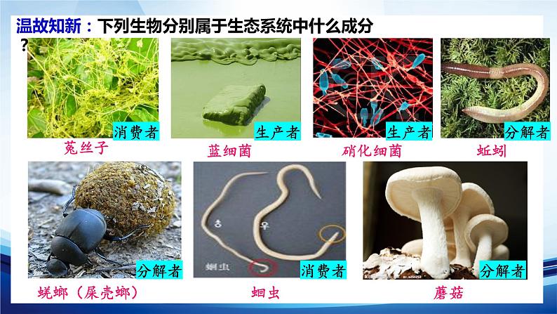 3.1.2生态系统的结构课件 -2022-2023学年高二上学期生物人教版（2019）选择性必修2第2页