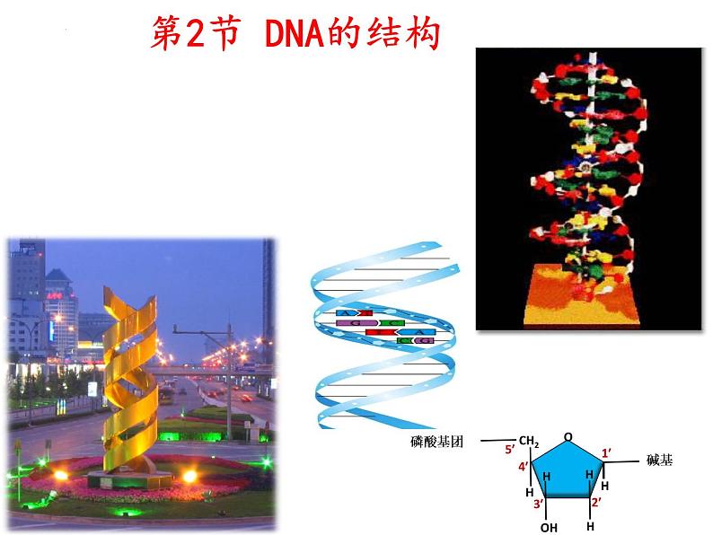 3.2第2节DNA的结构课件-2021-2022学年高一下学期生物人教版（2019）必修2第3页