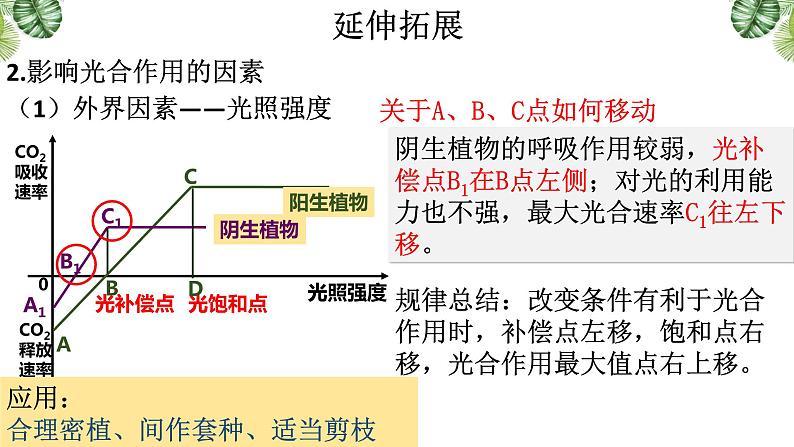 5.4.3 光合作用的原理和应用课件-2022-2023学年高一上学期生物人教版（2019）必修106