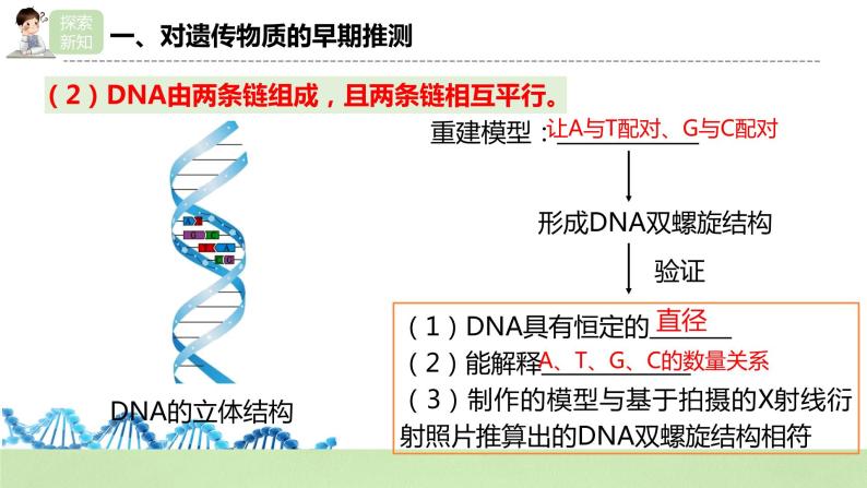 【核心素养】人教版高中生物必修二3.2《DNA的结构》课件PPT+教案+练习07