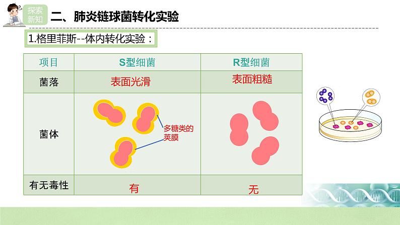 【核心素养】人教版高中生物必修二3.1《DNA是主要的遗传物质》课件PPT+教案+练习06