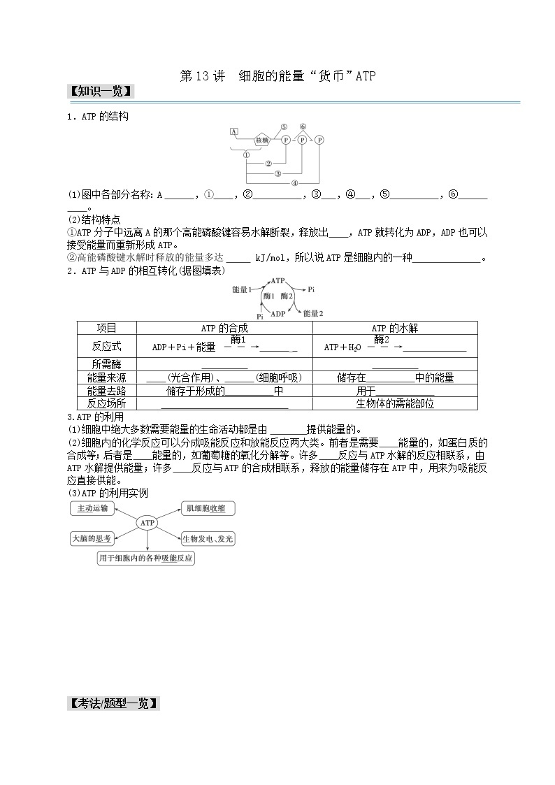 第13讲 细胞的能量“货币”ATP-【分类归纳】最新高一生物考法和题型分类精讲（人教版2019必修1）01