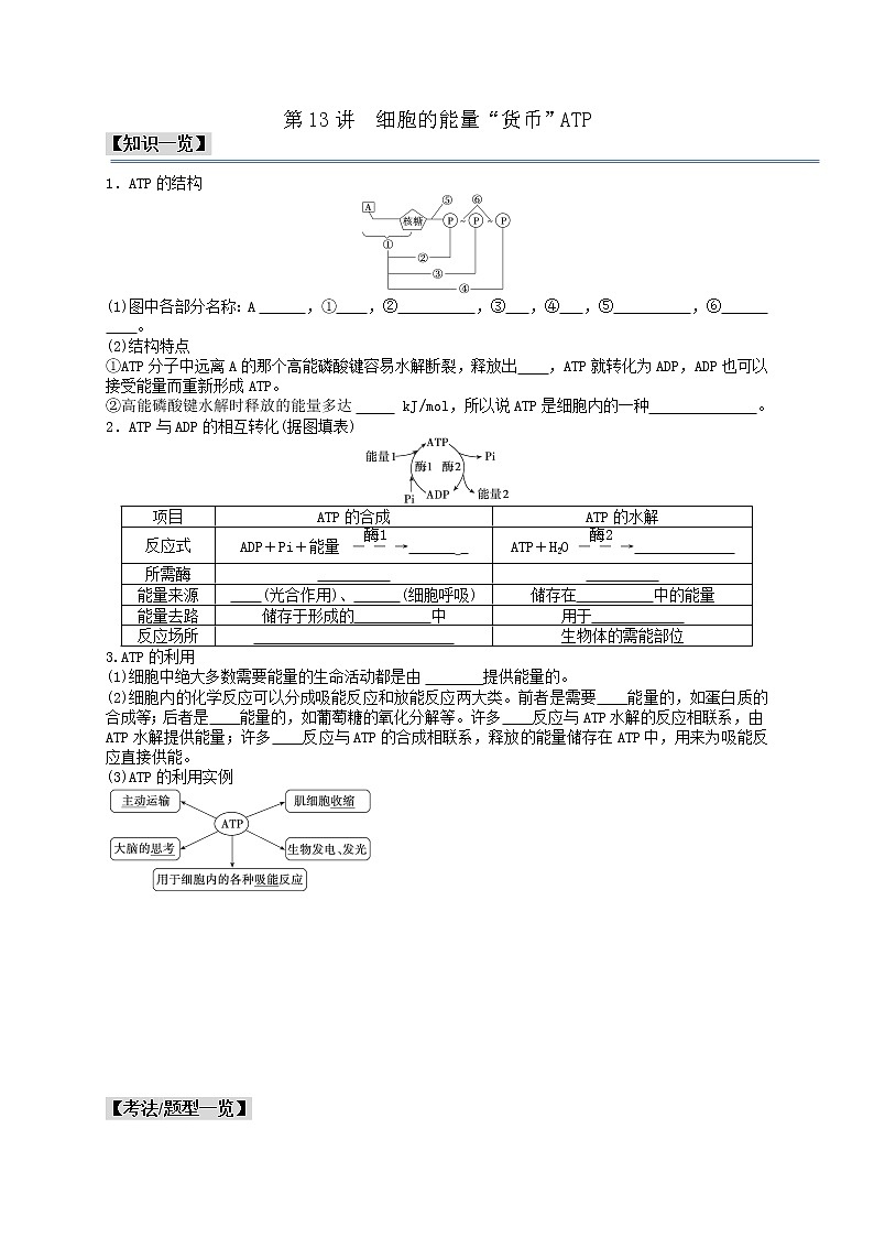 第13讲 细胞的能量“货币”ATP-【分类归纳】最新高一生物考法和题型分类精讲（人教版2019必修1）01