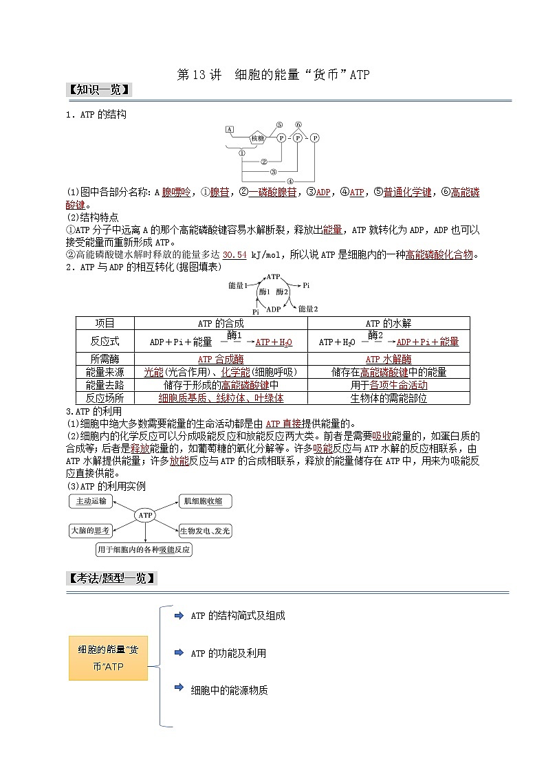 第13讲 细胞的能量“货币”ATP-【分类归纳】最新高一生物考法和题型分类精讲（人教版2019必修1）01