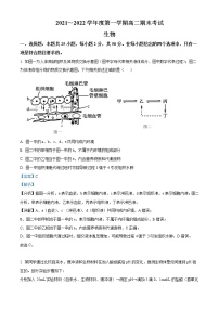 安徽省合肥市第八中学2021-2022学年高二生物上学期期末试题（Word版附解析）