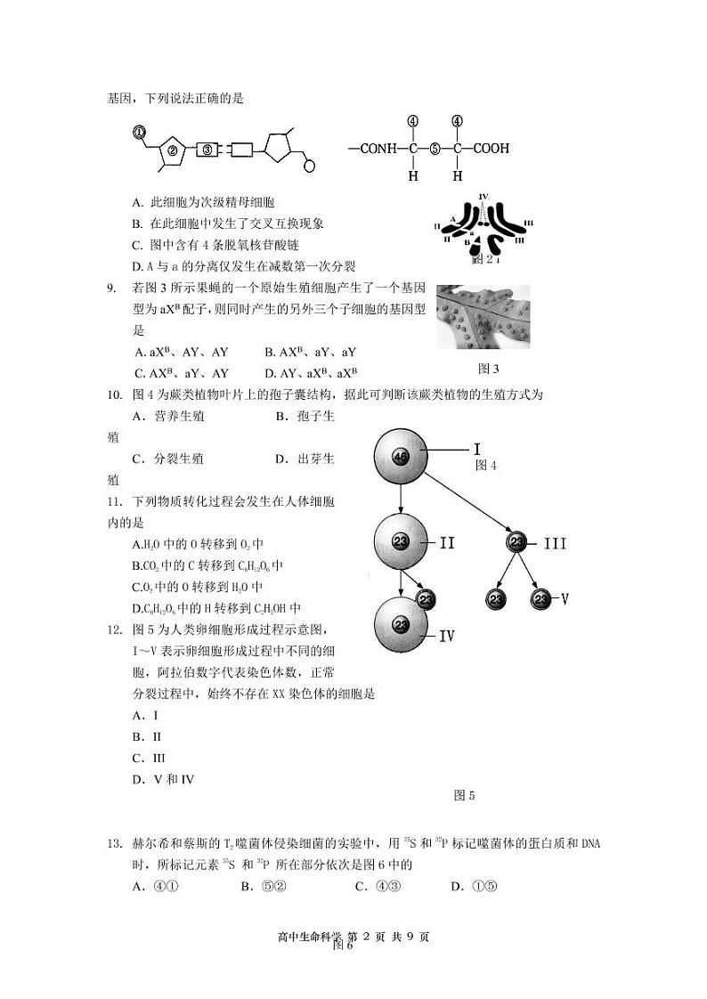 2021届上海市金山区高三上学期期末质量监控（一模）（12月）生物试题 PDF版第2页