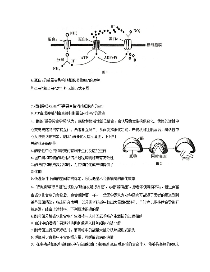 重庆市第八中学2022-2023学年高考生物适应性月考卷（四）试题（Word版附答案）第2页