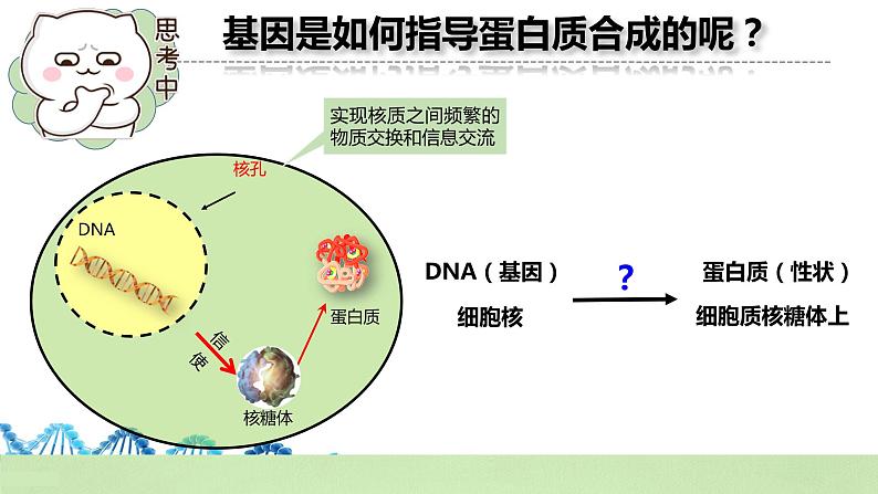 【核心素养】人教版高中生物必修二4.1《基因指导蛋白质的合成》课件PPT+教案+练习04