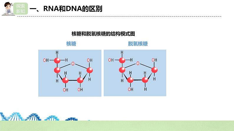 【核心素养】人教版高中生物必修二4.1《基因指导蛋白质的合成》课件PPT+教案+练习05