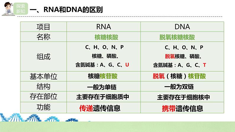 【核心素养】人教版高中生物必修二4.1《基因指导蛋白质的合成》课件PPT+教案+练习06