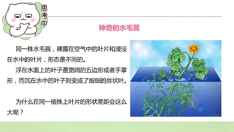 2019人教版高中生物必修二4.2《基因表达与性状的关系》课件第4页