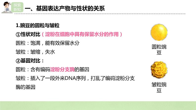 2019人教版高中生物必修二4.2《基因表达与性状的关系》课件第5页