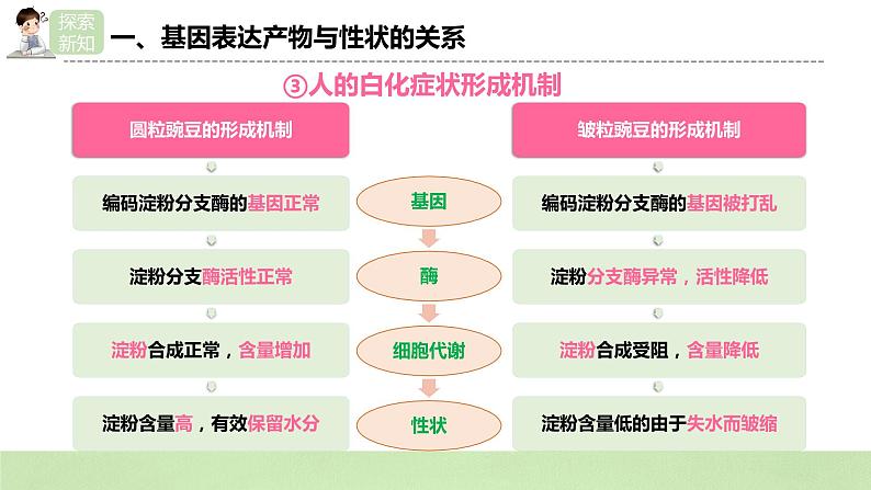 2019人教版高中生物必修二4.2《基因表达与性状的关系》课件第8页