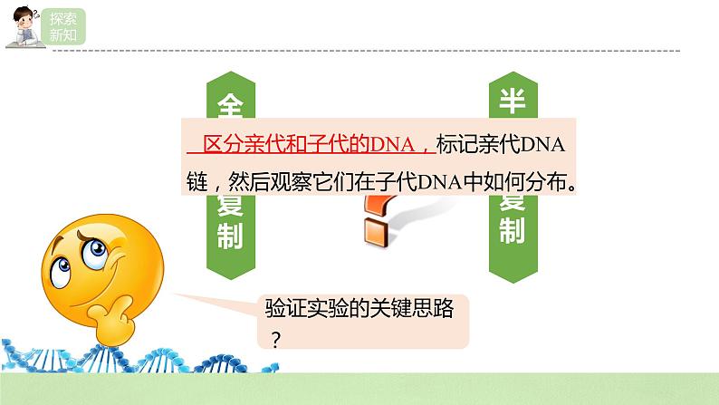 【核心素养】人教版高中生物必修二3.3《DNA的复制》课件PPT+教案+练习07