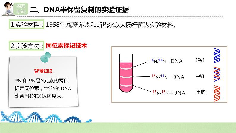 【核心素养】人教版高中生物必修二3.3《DNA的复制》课件PPT+教案+练习08