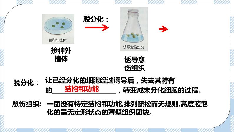 人教统编版高中生物选修三 第二章第1节  一  植物细胞工程的基本技术 课件+教学设计07