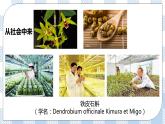人教统编版高中生物选修三 第二章第1节  二  植物细胞工程的应用 课件+教学设计