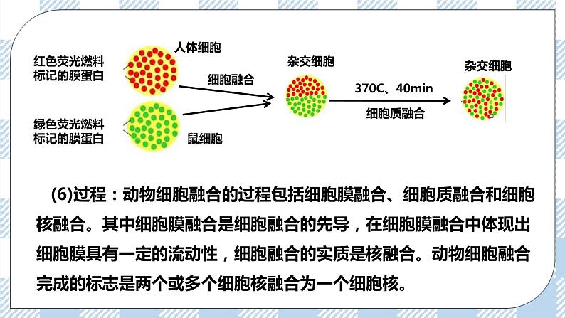 人教统编版高中生物选修三 第二章第2节  二  动物细胞融合技术与单克隆抗体 课件+教案06