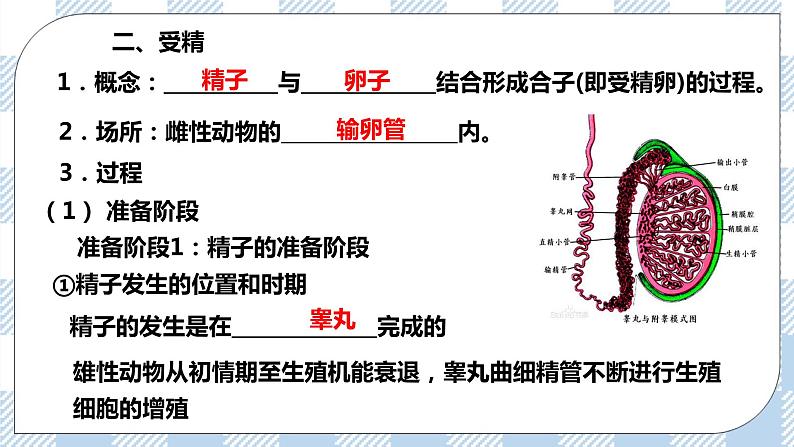 人教统编版高中生物选修三 第二章第3节 一  胚胎工程的理论基础 课件+教学设计06