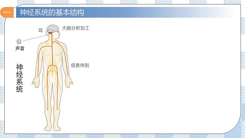 2.1 神经调节的结构基础 课件第7页