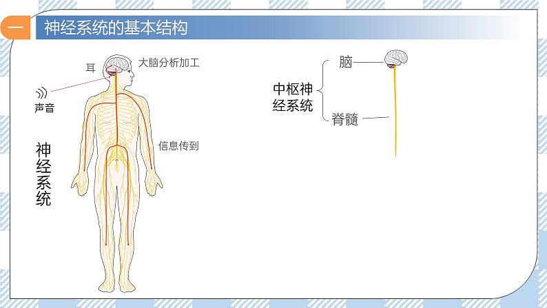 2.1 神经调节的结构基础 课件第8页