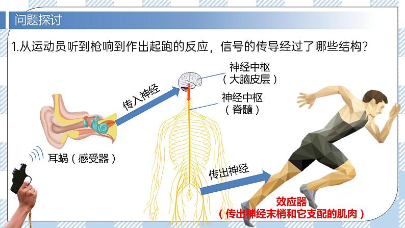 2.3 神经冲动的产生和传导（第一课时）课件第4页