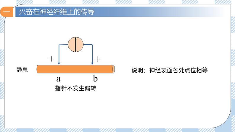 2.3 神经冲动的产生和传导（第一课时）课件第8页