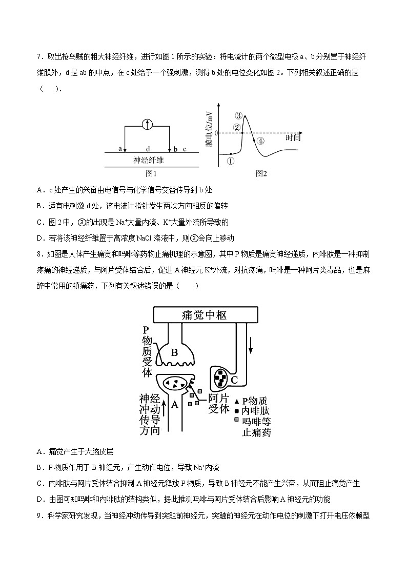 2.3 神经冲动的产生和传导（课时作业）（原卷版）第3页