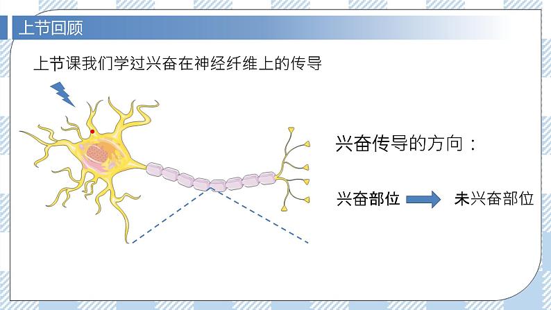 2.3 神经冲动的产生和传导（第二课时）课件第3页